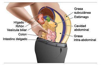 perder grasa-visceral-grasa-abdominal